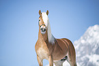 Haflinger stallion portrait