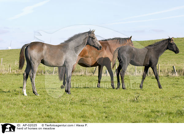 herd of horses on meadow / AP-02025