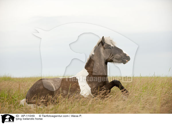 lying Icelandic horse / AP-11049