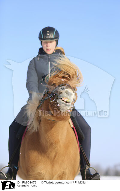 Islnder / Icelandic horse / PM-08479