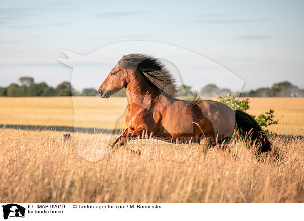 Islnder / Icelandic horse / MAB-02619