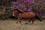 running Icelandic Horse
