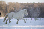 icelandic horse in winter