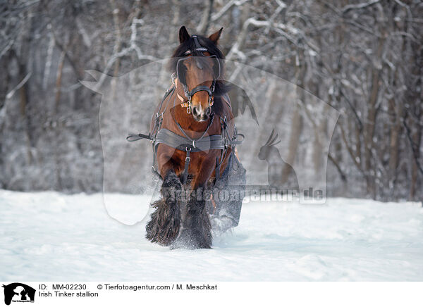 Irish Tinker Hengst / Irish Tinker stallion / MM-02230