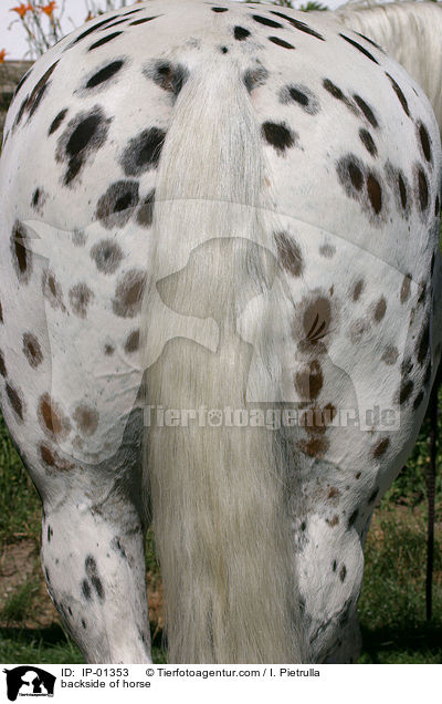 backside of horse / IP-01353