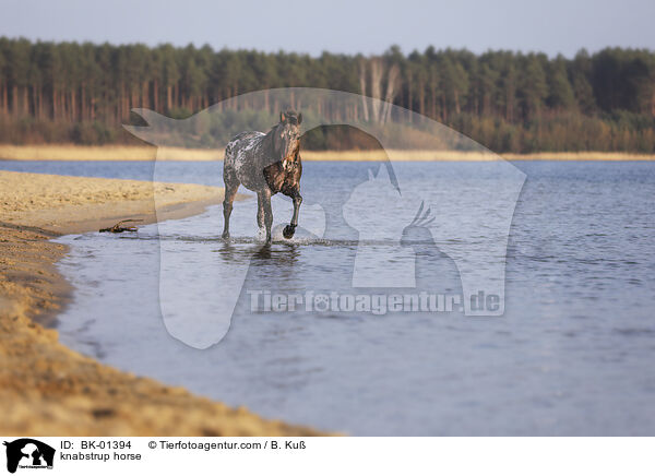 knabstrup horse / BK-01394