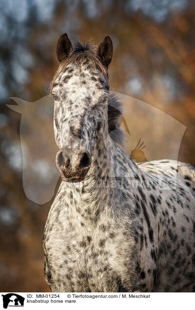 knabstrup horse mare / MM-01254