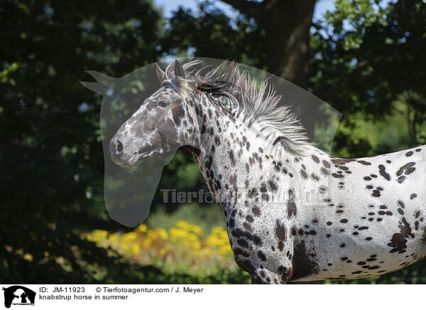 knabstrup horse in summer / JM-11923