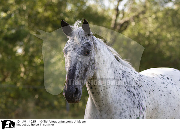 knabstrup horse in summer / JM-11925