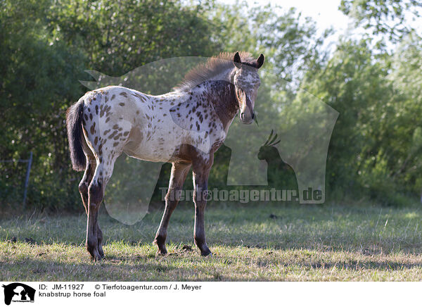 knabstrup horse foal / JM-11927