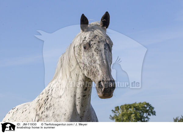 knabstrup horse in summer / JM-11930