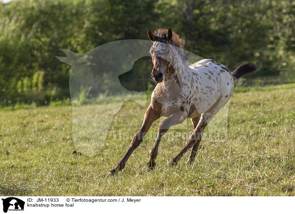 knabstrup horse foal / JM-11933
