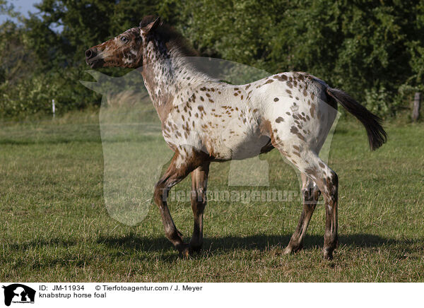 knabstrup horse foal / JM-11934