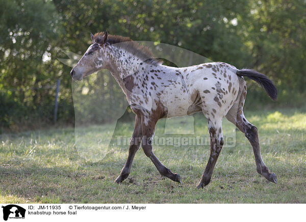 knabstrup horse foal / JM-11935