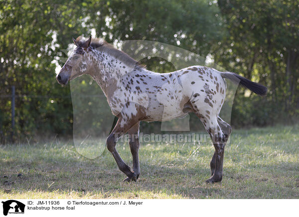 knabstrup horse foal / JM-11936