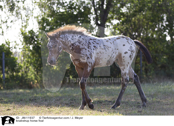 knabstrup horse foal / JM-11937