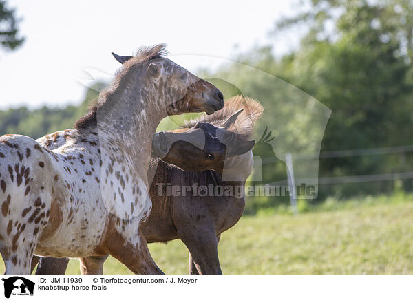 knabstrup horse foals / JM-11939