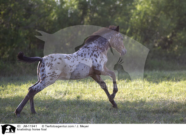knabstrup horse foal / JM-11941