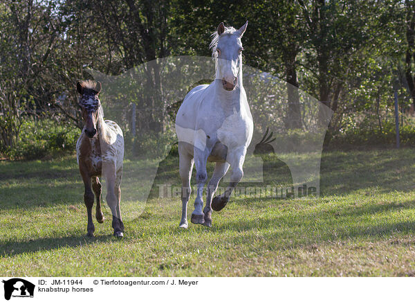 knabstrup horses / JM-11944