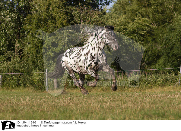 knabstrup horse in summer / JM-11946