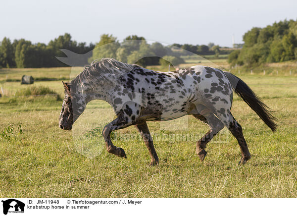 knabstrup horse in summer / JM-11948