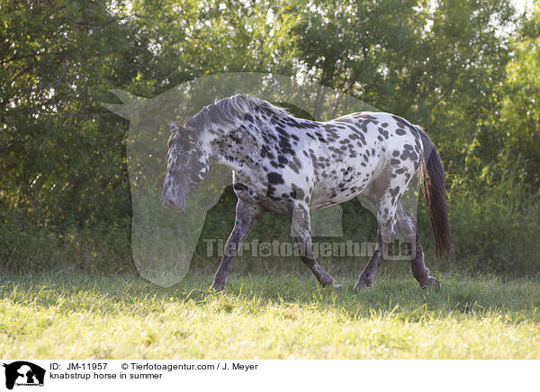 knabstrup horse in summer / JM-11957