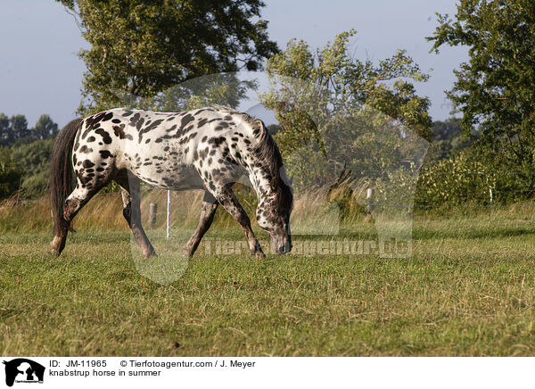 knabstrup horse in summer / JM-11965