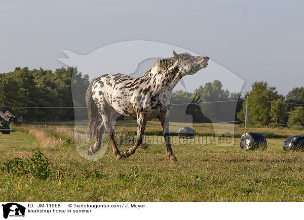 knabstrup horse in summer / JM-11968