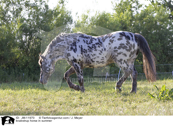 knabstrup horse in summer / JM-11970