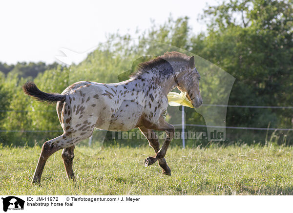 knabstrup horse foal / JM-11972