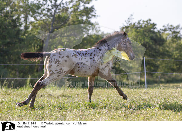 knabstrup horse foal / JM-11974