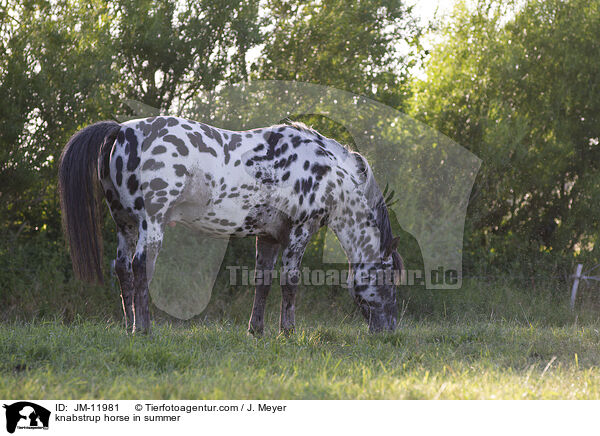 knabstrup horse in summer / JM-11981