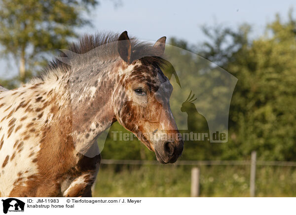 knabstrup horse foal / JM-11983