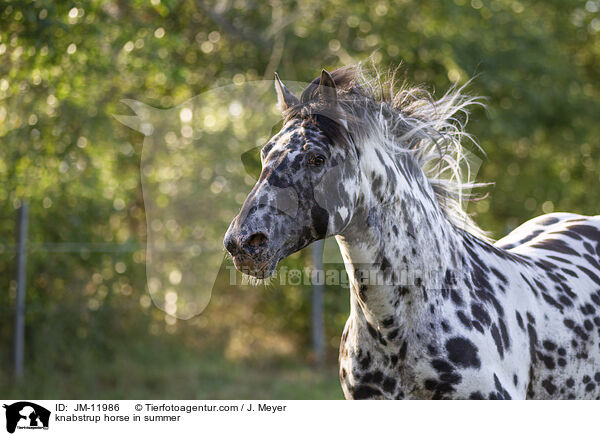 knabstrup horse in summer / JM-11986