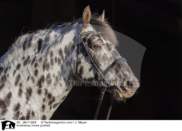 knabstrup horse portrait / JM-11989
