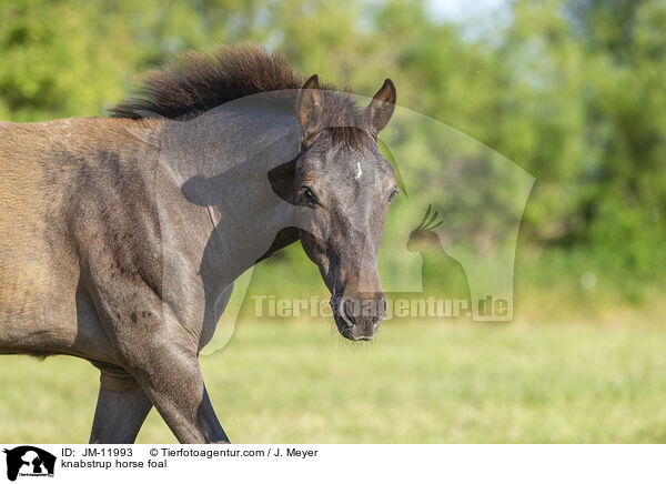 knabstrup horse foal / JM-11993