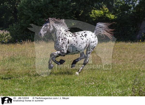 knabstrup horse in summer / JM-12004