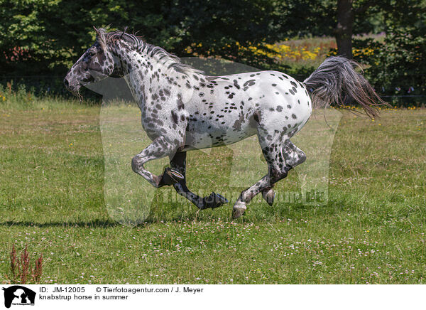 knabstrup horse in summer / JM-12005