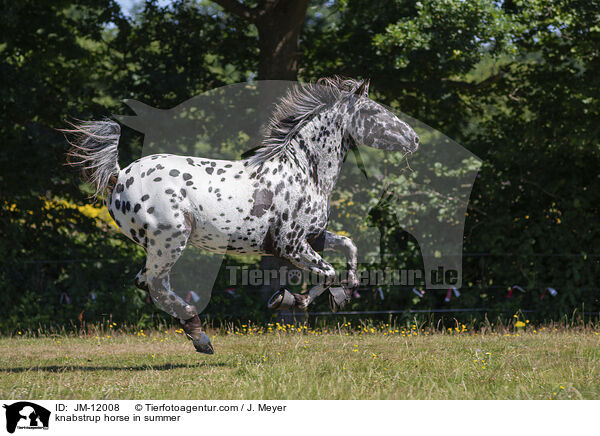 knabstrup horse in summer / JM-12008