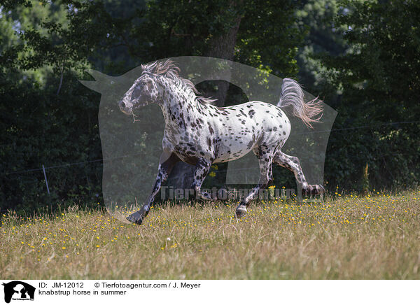 knabstrup horse in summer / JM-12012