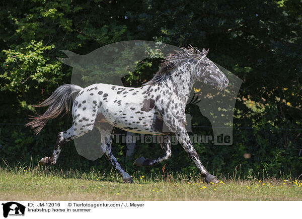 knabstrup horse in summer / JM-12016