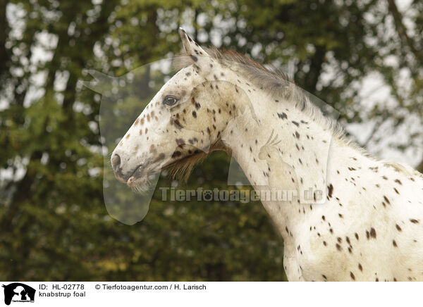 knabstrup foal / HL-02778