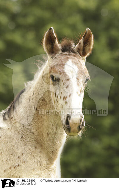 knabstrup foal / HL-02803