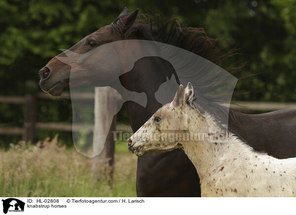 knabstrup horses / HL-02808