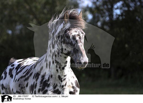 knabstrup horse / JM-17657