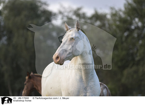knabstrup horse / JM-17690
