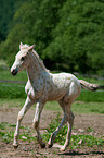 Knabstrup Horse Foal