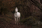 standing Knabstrup Horse