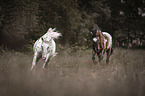 running Knabstrup Horse