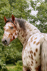 Knabstrup Horse portrait